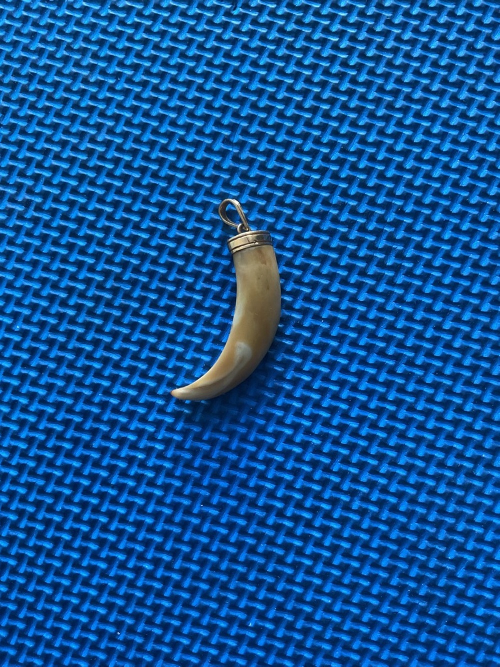 Wild boar tusk with an 18K gold loop